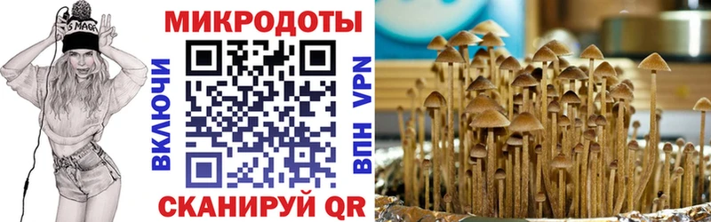 Псилоцибиновые грибы Psilocybe  Курганинск 